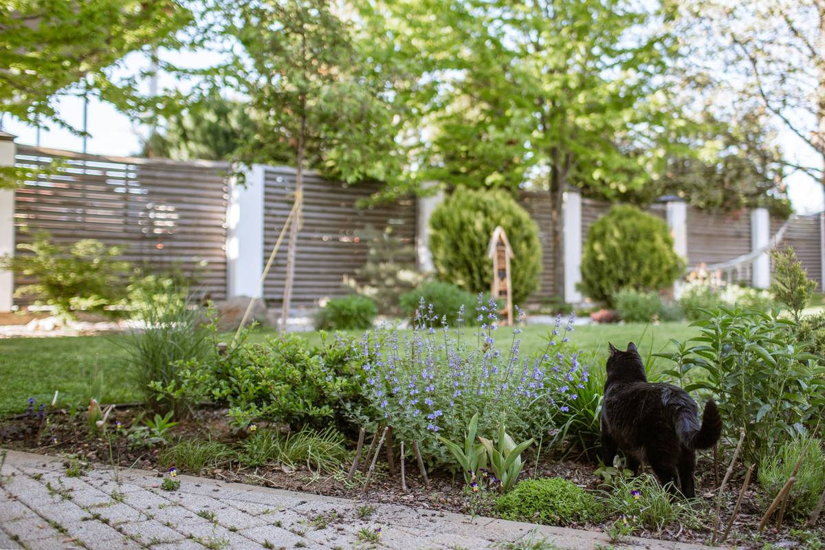 Durable cedar garden stakes for plants supporting heirloom tomato vines