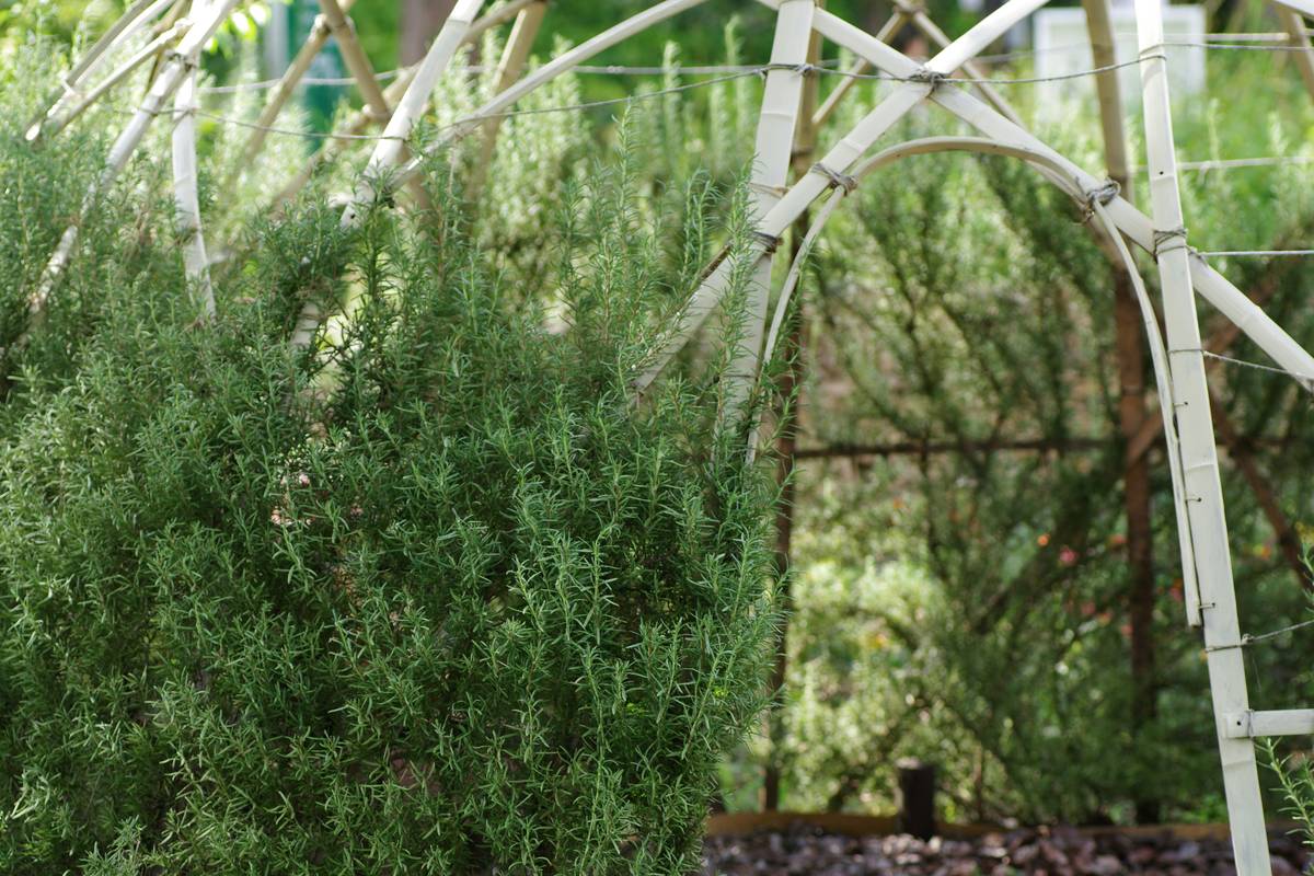 Comparison of durable garden stakes available at home depot and specialty suppliers