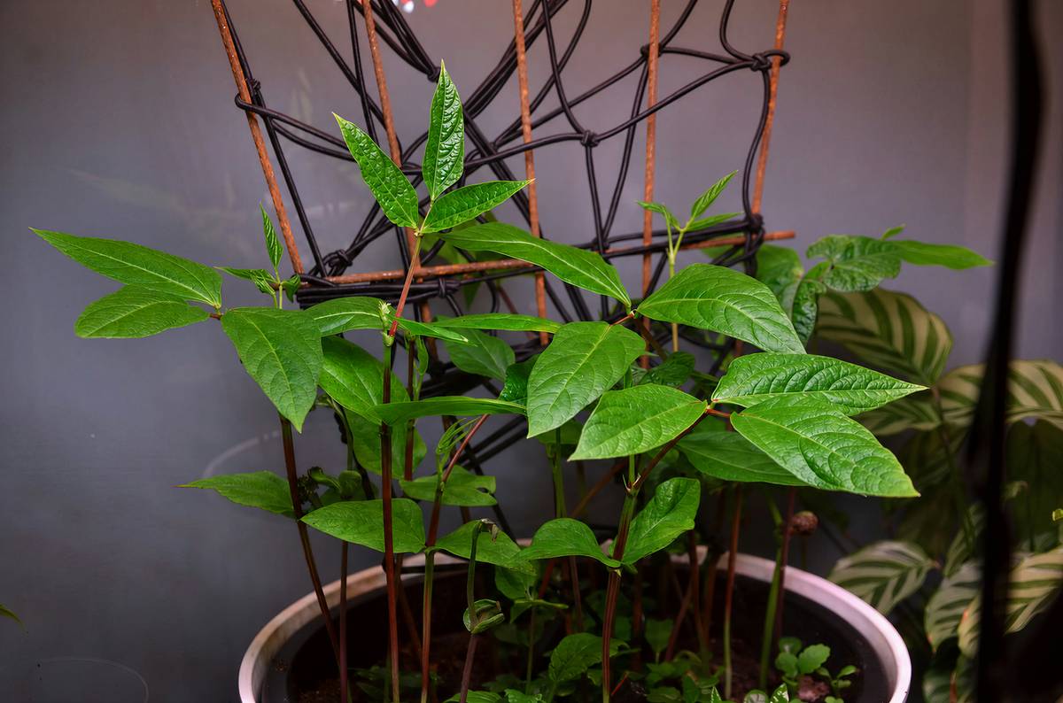 Gardening Aid Garden Stake 48 Inche: 7 Proven Tips to Avoid Costly Mistakes