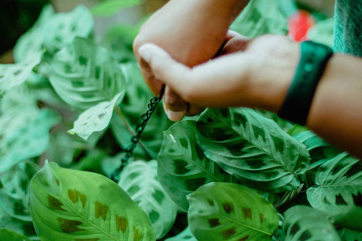 Demonstration of how to tie garden stakes together using natural jute twine with square lashing technique