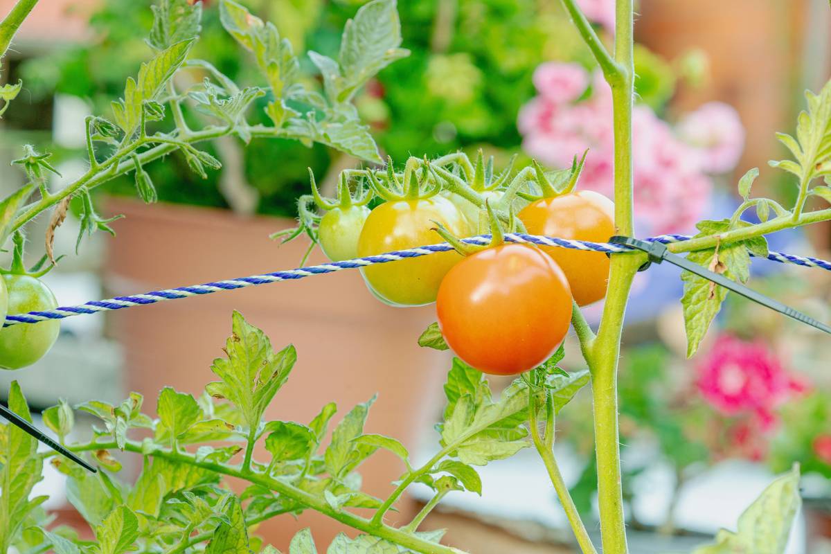 Hand driving wooden garden stakes for plants into rich garden soil with tomato seedlings nearby