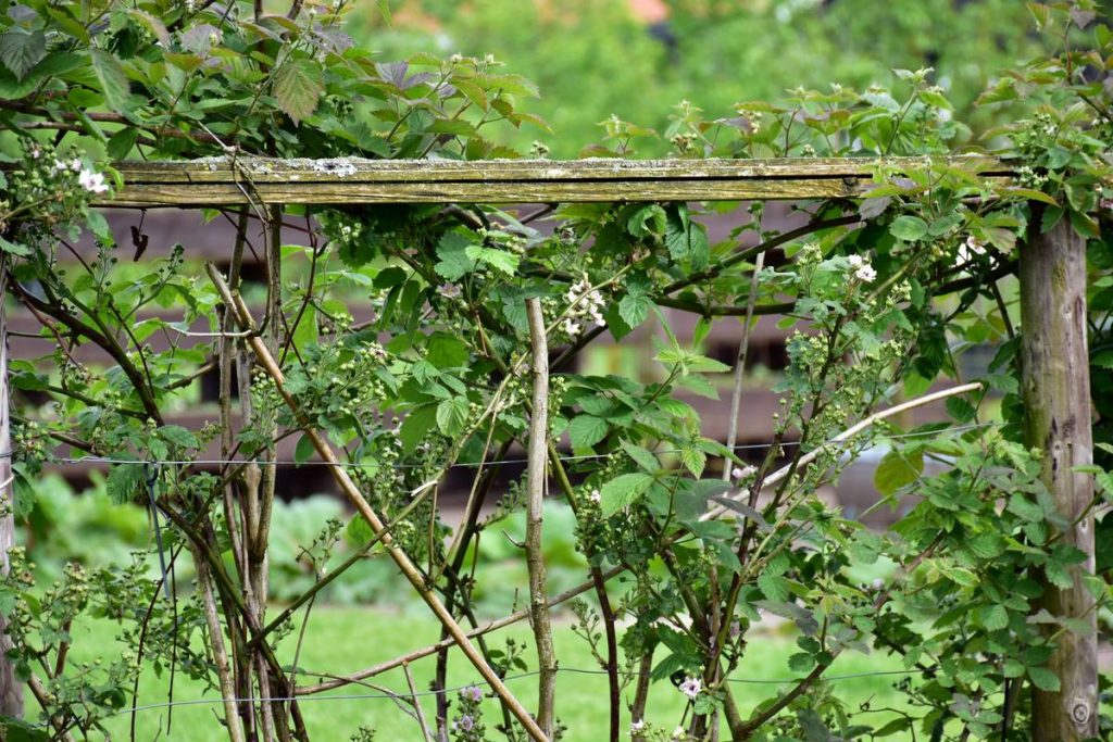 Why Wooden Garden Stakes for Plants Outperform Every Trendy Alternative