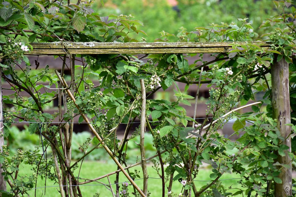 Why Wooden Garden Stakes for Plants Outperform Every Trendy Alternative