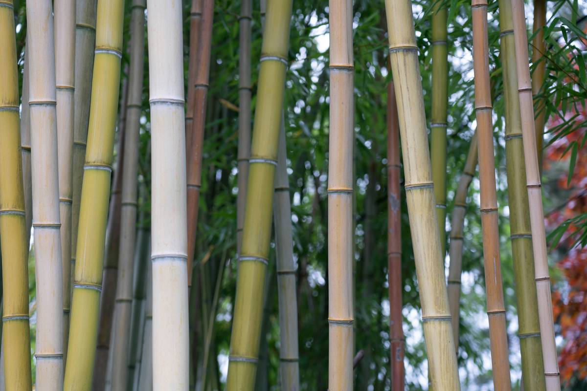 Bamboo Garden Stakes: 7 Proven Tips to Avoid Costly Mistakes