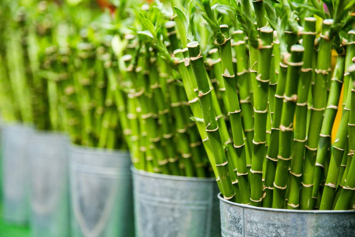bamboo garden stakes supporting young tomato plants in a raised bed