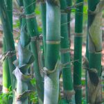 Bamboo Stakes for Garden: 7 Proven Tips to Avoid Costly Mistakes