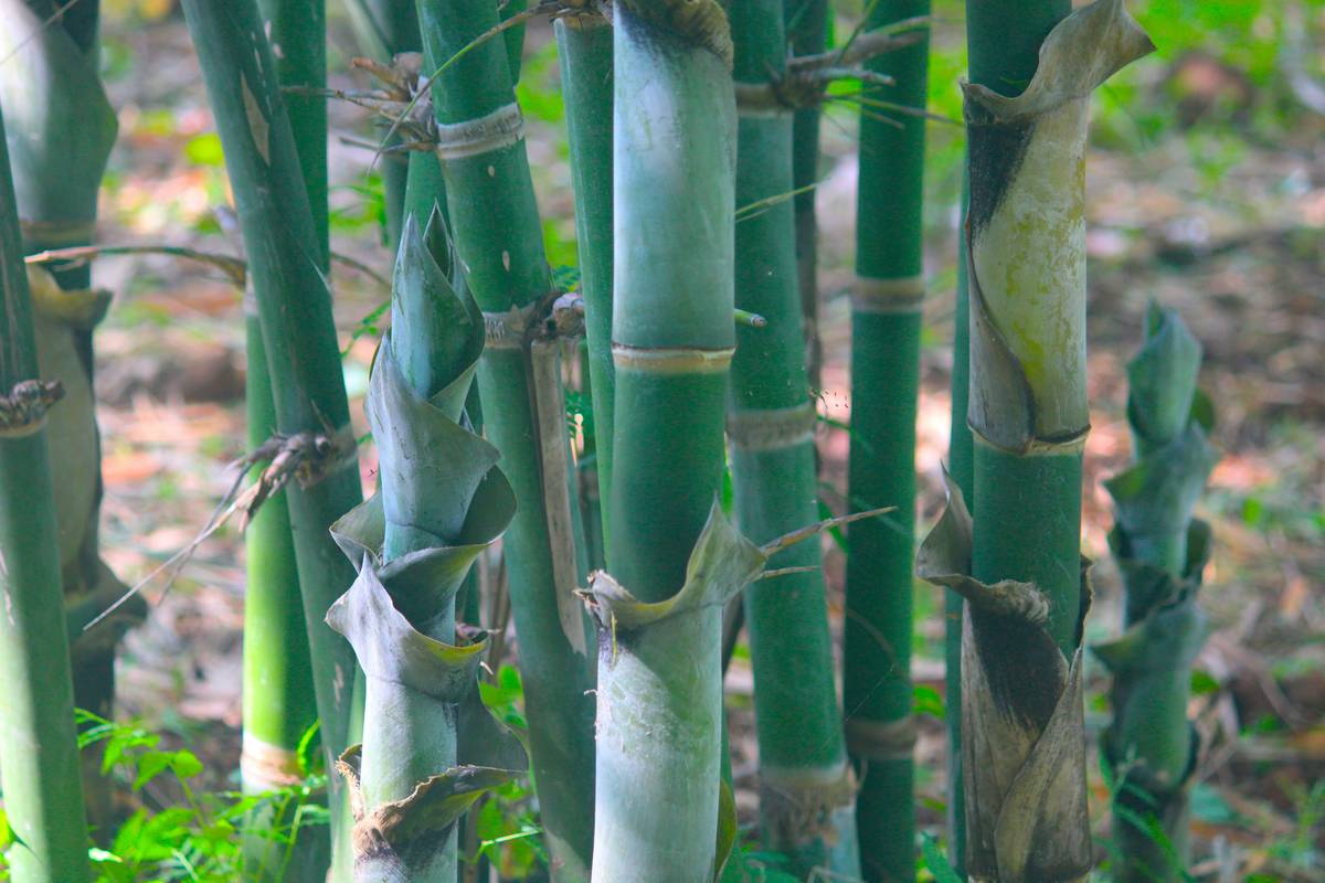 Bamboo Stakes for Garden: 7 Proven Tips to Avoid Costly Mistakes