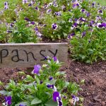 Garden Stake Labels: 7 Proven Tips to Avoid Costly Mistakes