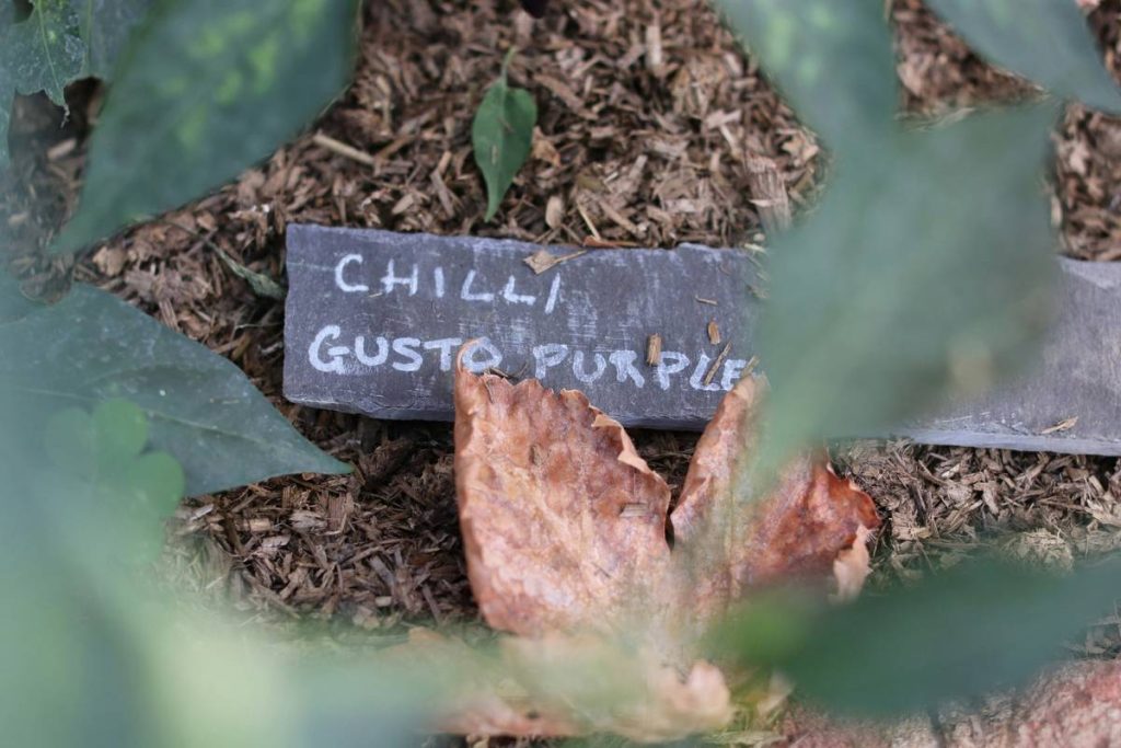 Wooden Stakes for Garden: 7 Proven Tips to Avoid Costly Mistakes