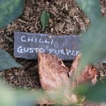 Wooden Stakes for Garden: 7 Proven Tips to Avoid Costly Mistakes