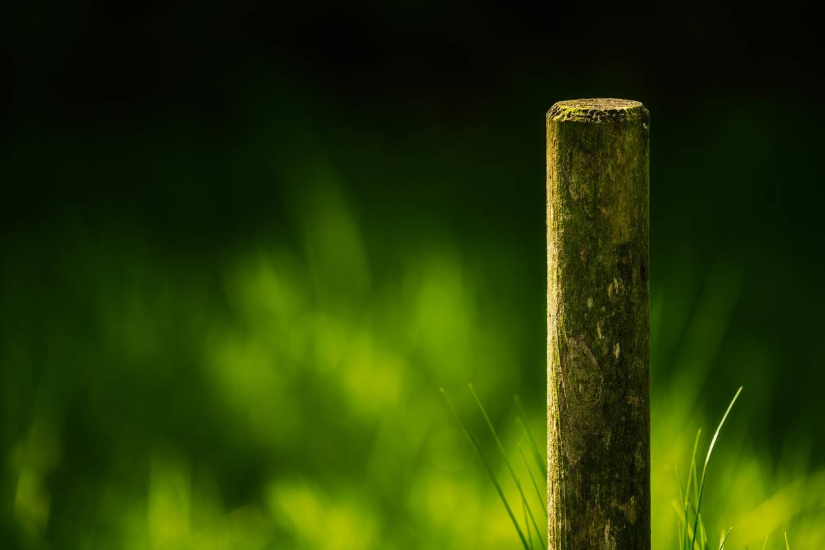 wooden stakes for garden supporting tomato plants in a backyard vegetable patch